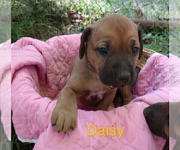 Medium Photo #2 Rhodesian Ridgeback Puppy For Sale in ASBURY, MO, USA