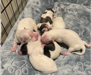 Mal-Shi Puppy for sale in CLAREMONT, NH, USA
