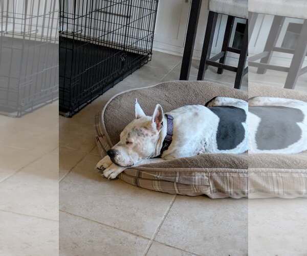 Medium Photo #5 Mutt Puppy For Sale in Rowlett, TX, USA