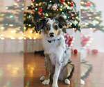 Small Photo #10 Australian Shepherd Puppy For Sale in DOTHAN, AL, USA