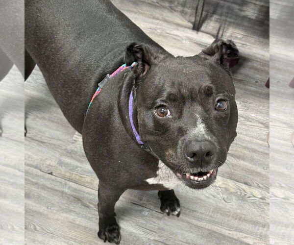 Medium Photo #2 American Pit Bull Terrier Puppy For Sale in Cranford, NJ, USA