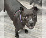 Small #1 American Pit Bull Terrier