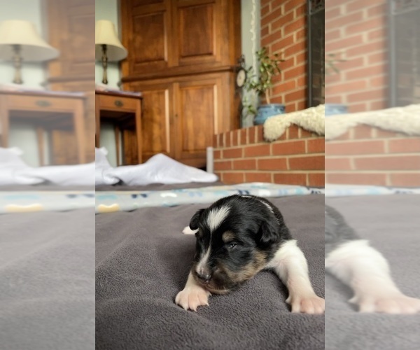 Medium Photo #1 Border Collie-Papillon Mix Puppy For Sale in CULPEPER, VA, USA