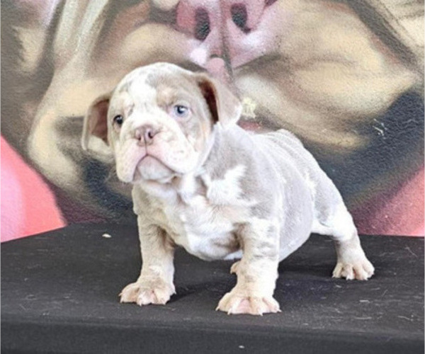 Medium Photo #2 English Bulldog Puppy For Sale in MIAMI, FL, USA