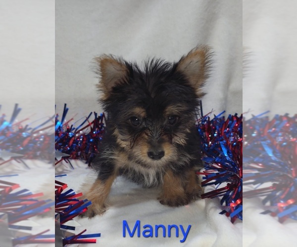 Medium Photo #2 Yorkshire Terrier Puppy For Sale in AZLE, TX, USA