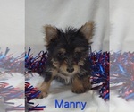 Small #1 Yorkshire Terrier