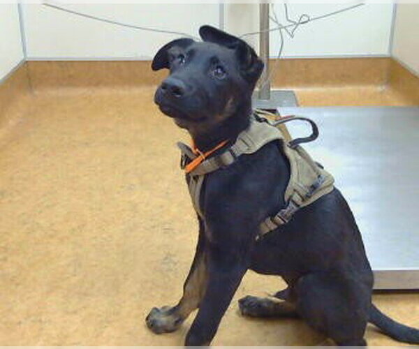 Medium Photo #1 German Shepherd Dog-Unknown Mix Puppy For Sale in Sacramento, CA, USA