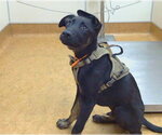 *ROOKIE - Male German Shepherd Dog-Unknown Mix Dog for Adoption - Small photo