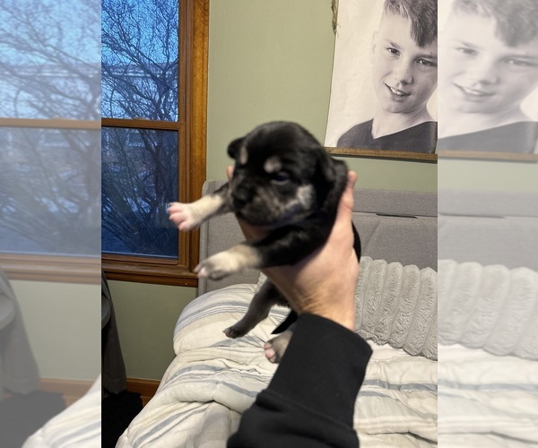 Medium Photo #2 French Bulldog-Siberian Husky Mix Puppy For Sale in MILWAUKEE, WI, USA