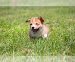 Small #4 Pembroke Welsh Corgi