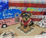 Small #2 Morkie