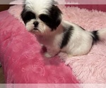 Small Photo #17 Shih Tzu Puppy For Sale in VENETA, OR, USA