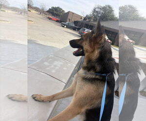 German Shepherd Dog Dogs for adoption in Rowlett, TX, USA