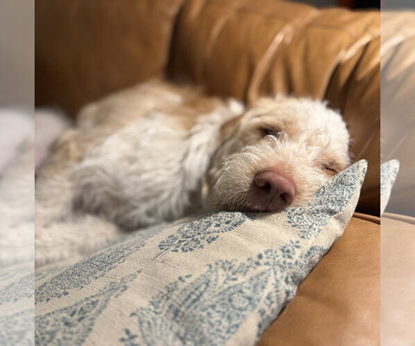 Medium Photo #5 Spinone Italiano-Unknown Mix Puppy For Sale in Sandy, UT, USA