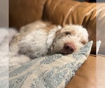 Small #4 Spinone Italiano Mix