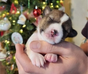 Basenji Puppy for sale in LOMETA, TX, USA