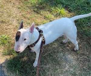 Father of the Bull Terrier puppies born on 08/18/2021