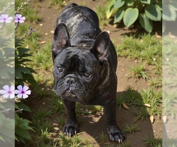 Medium Photo #7 French Bulldog Puppy For Sale in San Diego, CA, USA