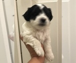 Small Photo #3 Coton de Tulear Puppy For Sale in DALLAS, TX, USA