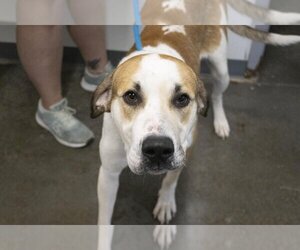 Mastador Dogs for adoption in Mountain Home, AR, USA
