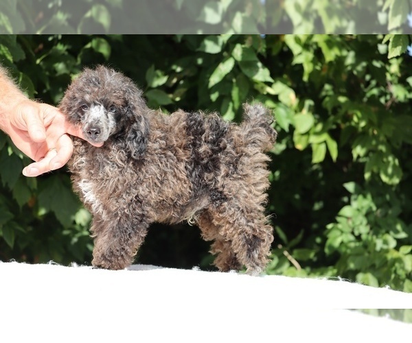 Medium Photo #11 Poodle (Toy) Puppy For Sale in DYERSBURG, TN, USA