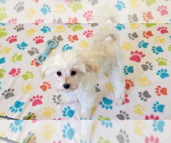 Medium Photo #9 Maltipoo (Toy) Puppy For Sale in ORO VALLEY, AZ, USA