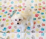 Small #8 Maltipoo (Toy)