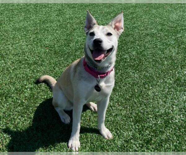 Medium Photo #3 Siberian Husky-Unknown Mix Puppy For Sale in Martinez, CA, USA