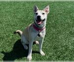 Small Photo #3 Siberian Husky-Unknown Mix Puppy For Sale in Martinez, CA, USA