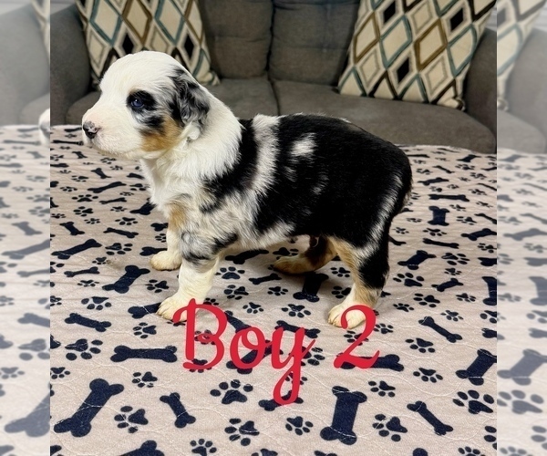 Medium Photo #20 Australian Shepherd Puppy For Sale in SALISBURY, NC, USA