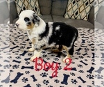 Small Photo #20 Australian Shepherd Puppy For Sale in SALISBURY, NC, USA