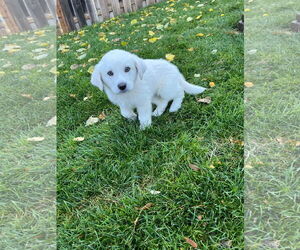 Great Pyrenees Dogs for adoption in Bountiful, UT, USA