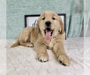 Golden Retriever Puppy for sale in FRANKLIN, IN, USA