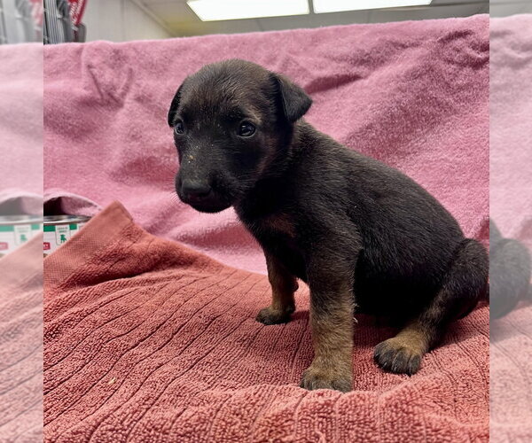 Medium Photo #4 German Shepherd Dog-Unknown Mix Puppy For Sale in Imlay City, MI, USA