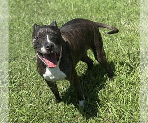 American Pit Bull Terrier-Unknown Mix Dogs for adoption in Virginia Beach, VA, USA