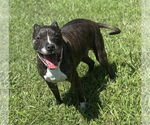 Small American Pit Bull Terrier Mix