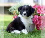 Small Border Collie