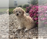 Small #2 Coton de Tulear-Poodle (Toy) Mix