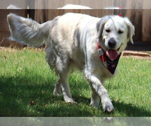 Medium Golden Retriever