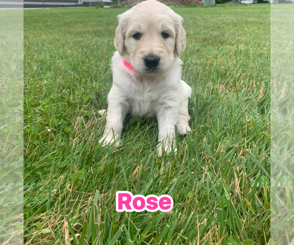 Medium Photo #14 Goldendoodle Puppy For Sale in COATESVILLE, PA, USA