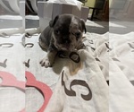 Small #21 French Bulldog