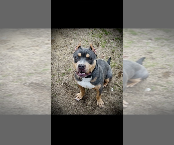 Medium Photo #1 American Bully Puppy For Sale in WINSTON SALEM, NC, USA