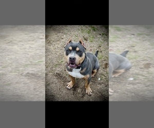 Mother of the American Bully puppies born on 10/29/2025