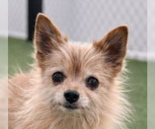 Medium Photo #1 Chihuahua Puppy For Sale in Canton, CT, USA