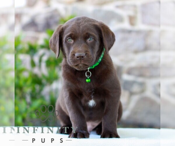 Medium Photo #1 Labrador Retriever Puppy For Sale in MORGANTOWN, PA, USA