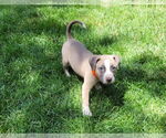 Small #4 Borador