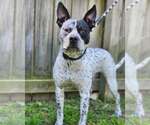 Small #4 Mutt