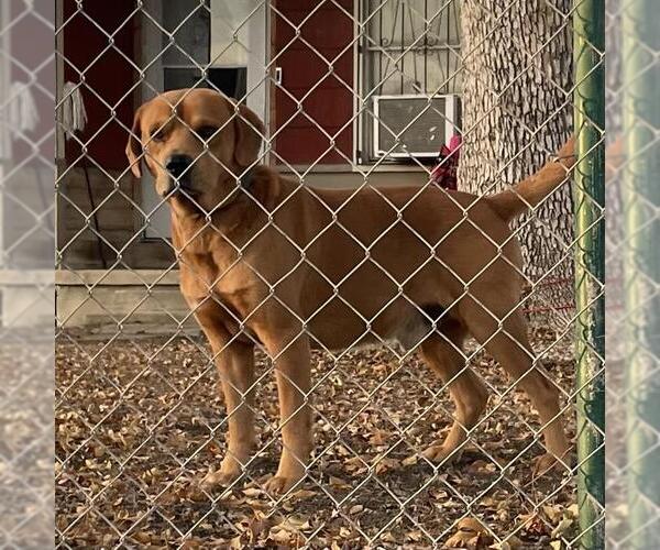 Medium Photo #1 Mutt Puppy For Sale in San Antonio, TX, USA