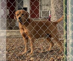 Mutt Dogs for adoption in San Antonio, TX, USA