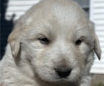 Puppy Beau Great Pyrenees